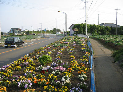 県道沿いに咲く花